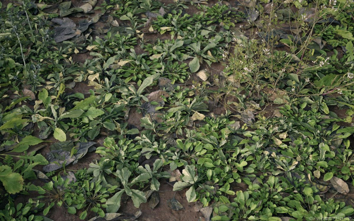 Plant Models Vol 185 - 图片 3