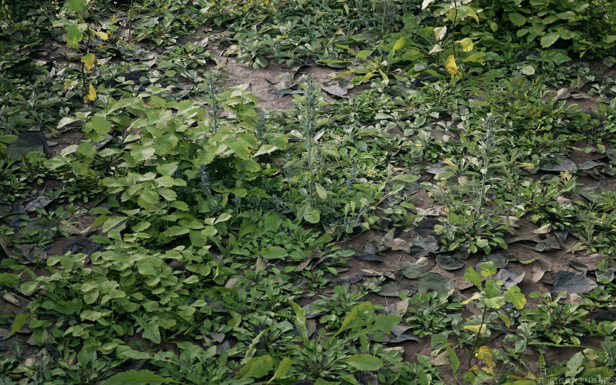 Plant Models Vol 185 - 图片 4