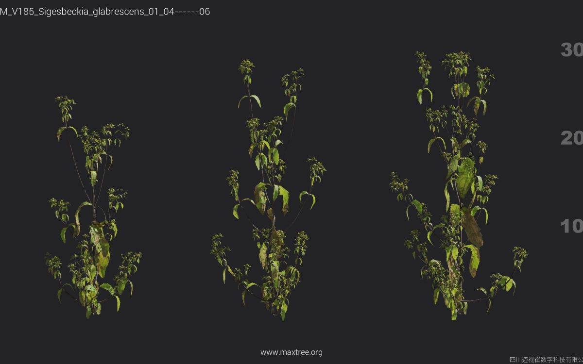 Plant Models Vol 185 - 图片 28