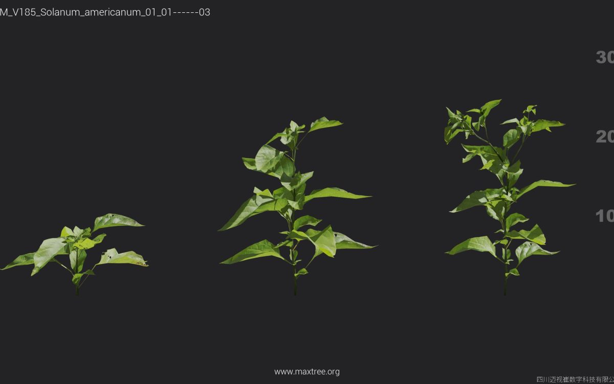Plant Models Vol 185 - 图片 29
