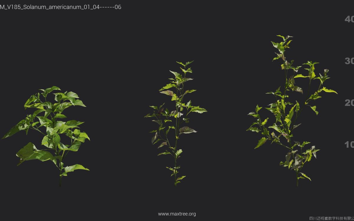 Plant Models Vol 185 - 图片 30