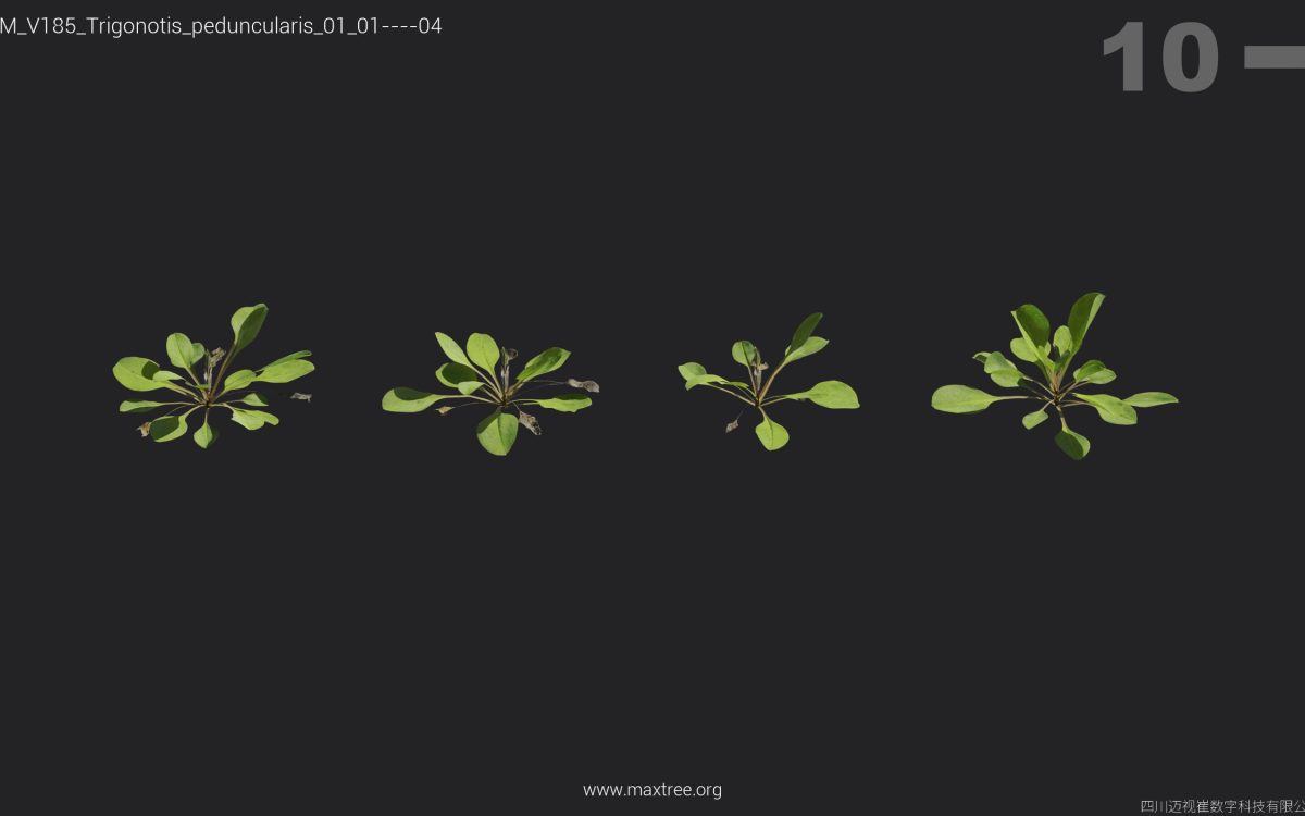 Plant Models Vol 185 - 图片 31