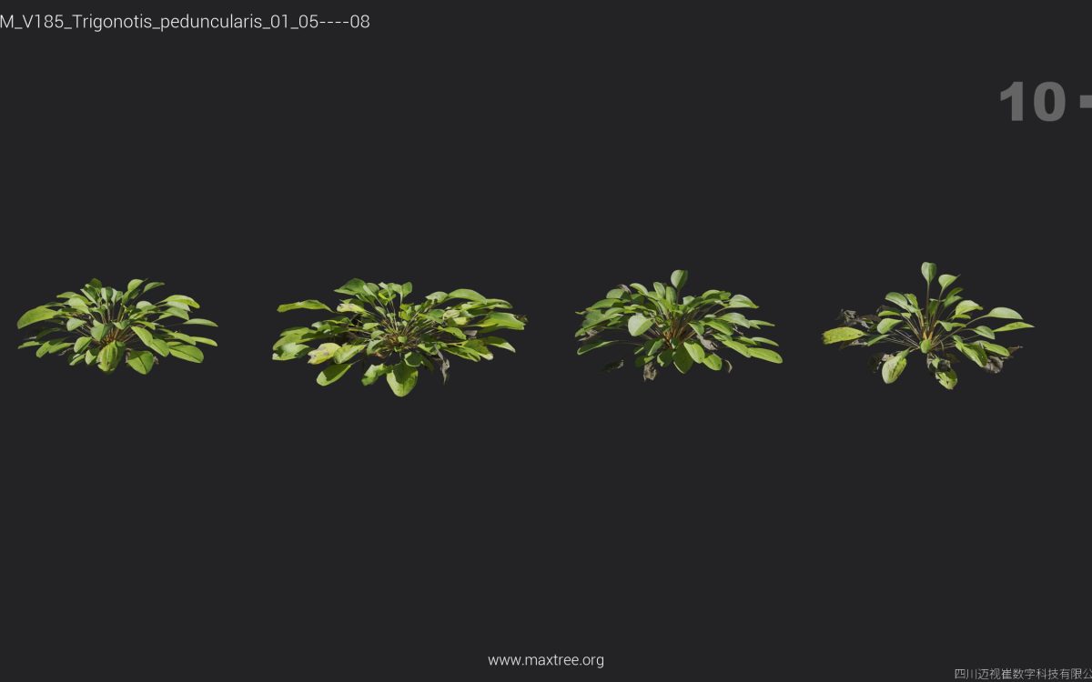 Plant Models Vol 185 - 图片 32