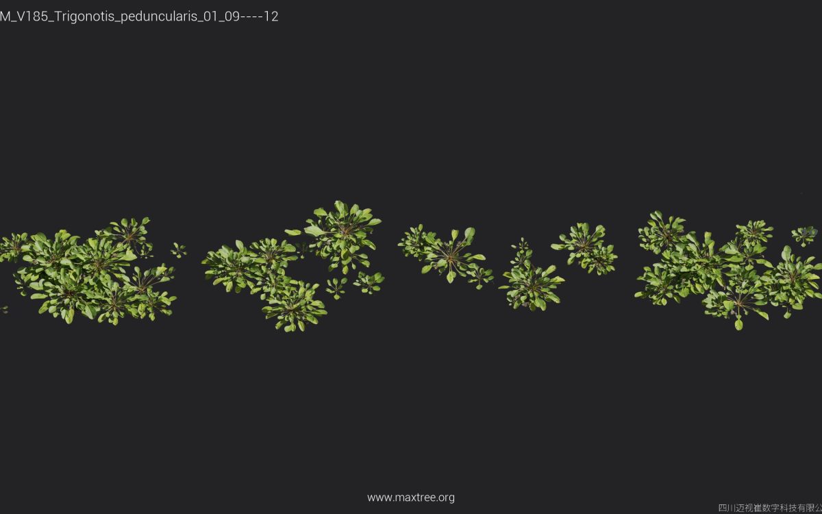 Plant Models Vol 185 - 图片 33