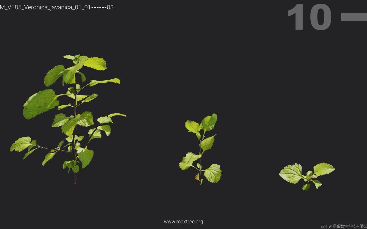 Plant Models Vol 185 - 图片 34