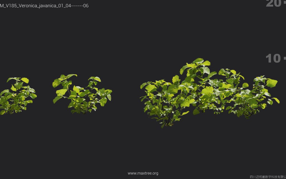Plant Models Vol 185 - 图片 35