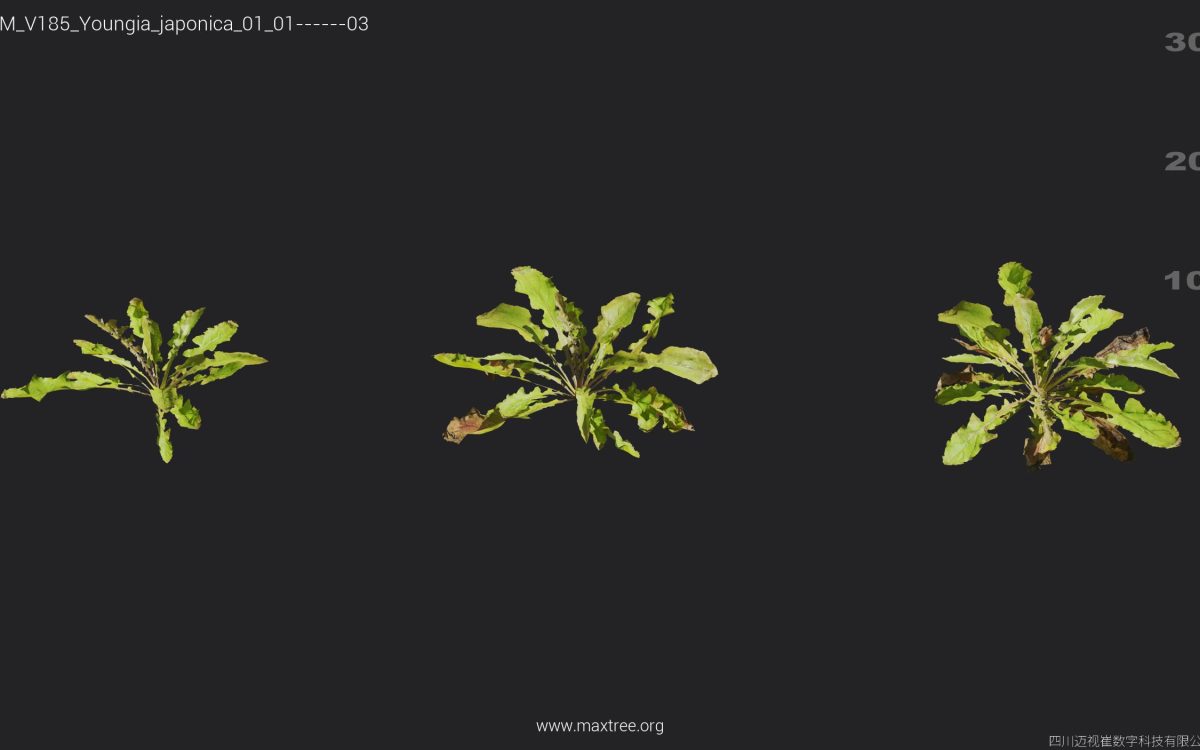 Plant Models Vol 185 - 图片 36
