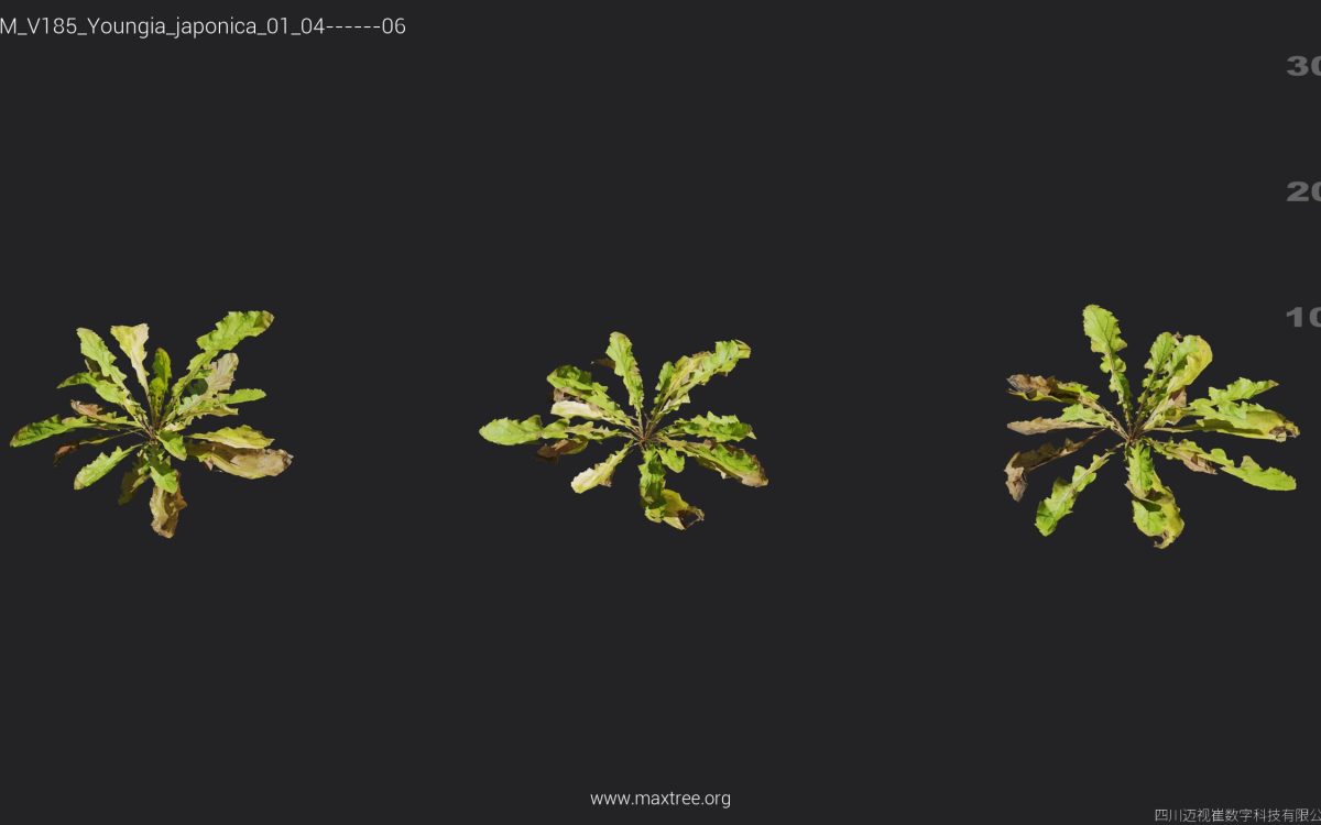 Plant Models Vol 185 - 图片 37
