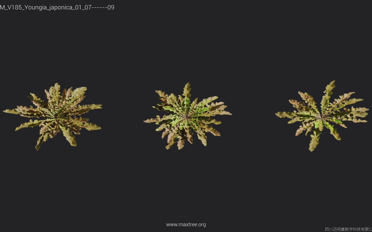 Plant Models Vol 185 - 图片 38