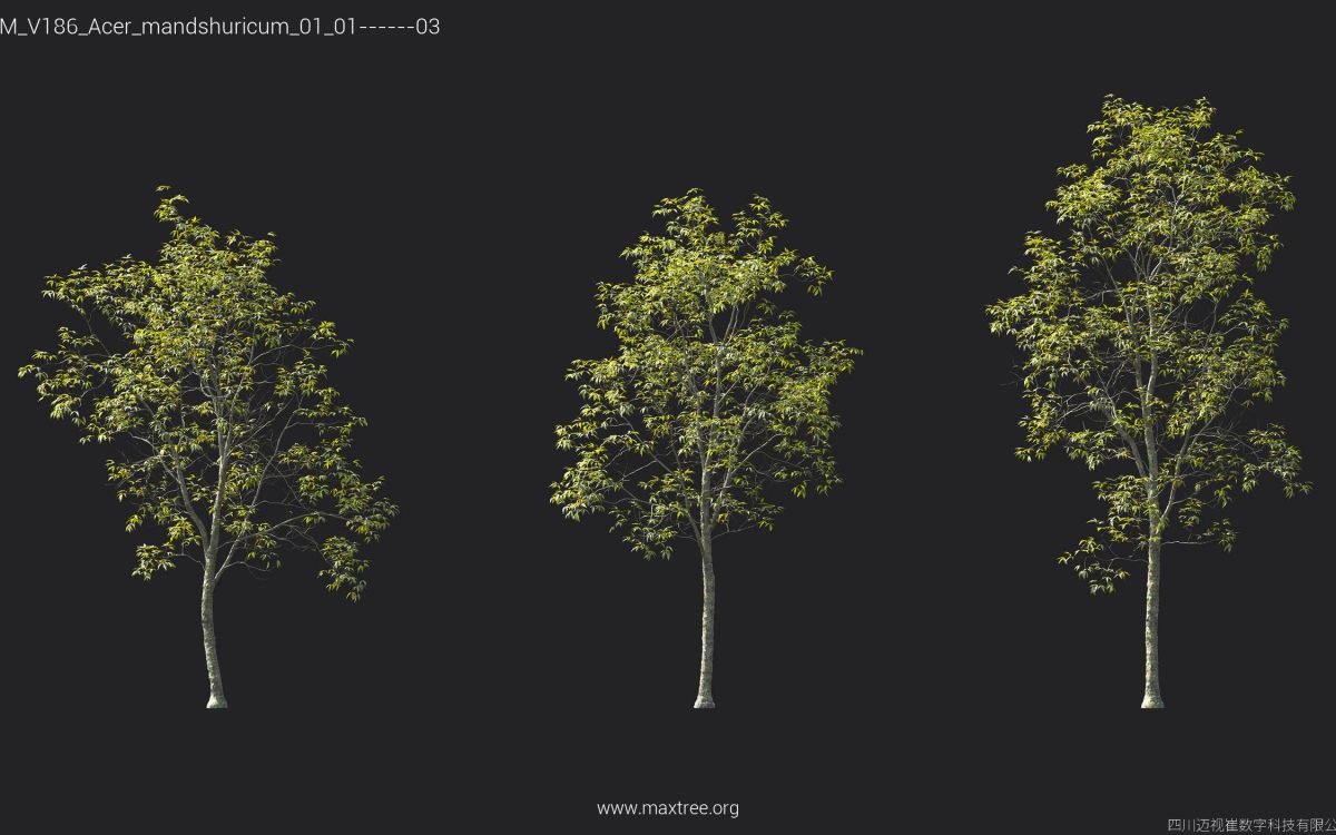 Plant Models Vol 186 - 图片 6