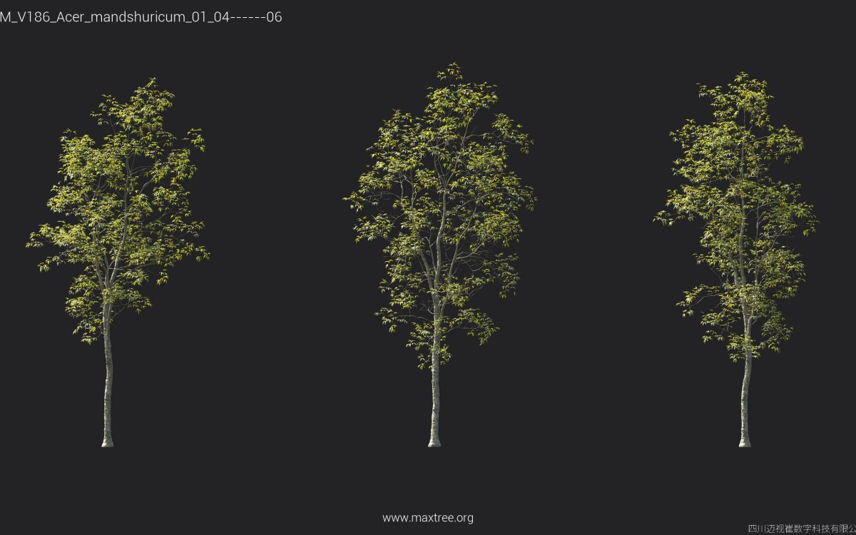 Plant Models Vol 186 - 图片 7