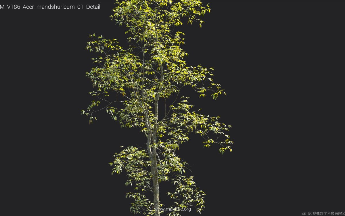 Plant Models Vol 186 - 图片 8