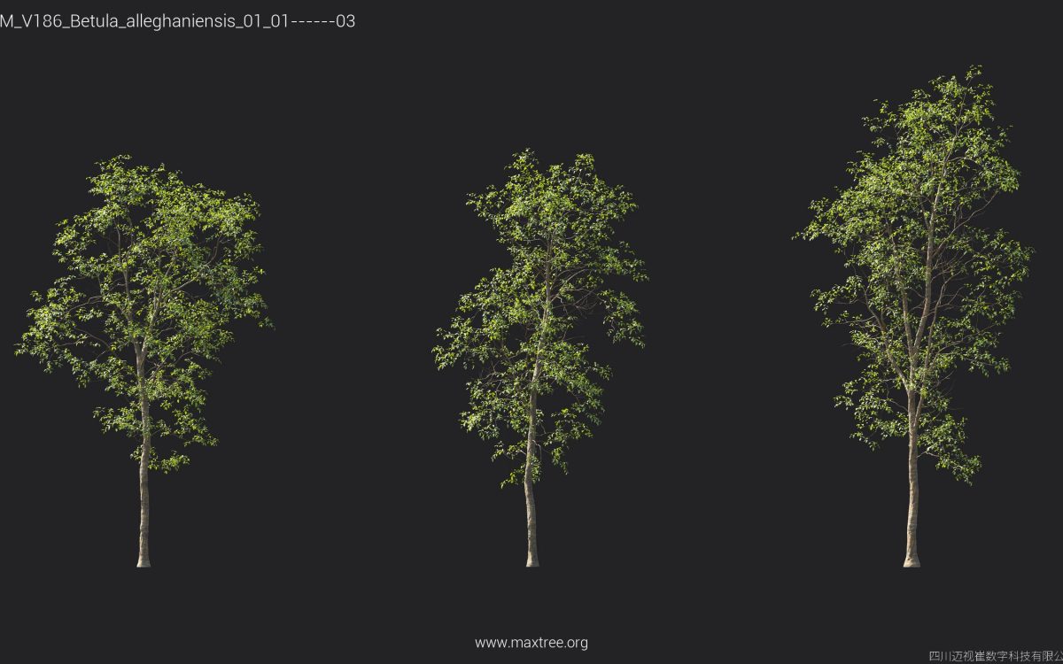 Plant Models Vol 186 - 图片 9