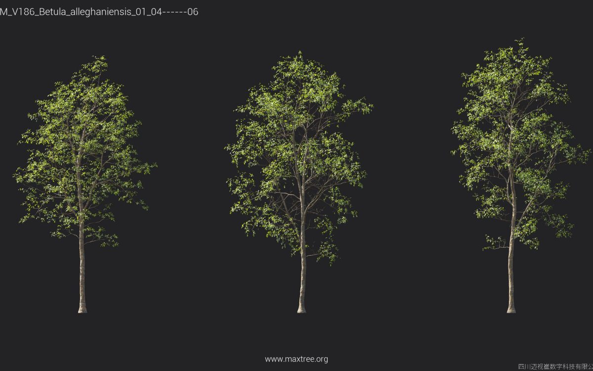 Plant Models Vol 186 - 图片 10