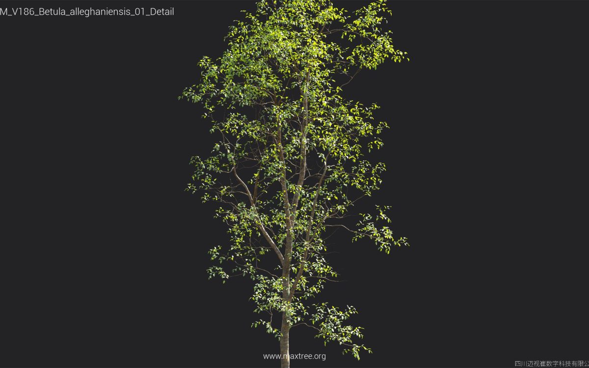 Plant Models Vol 186 - 图片 11