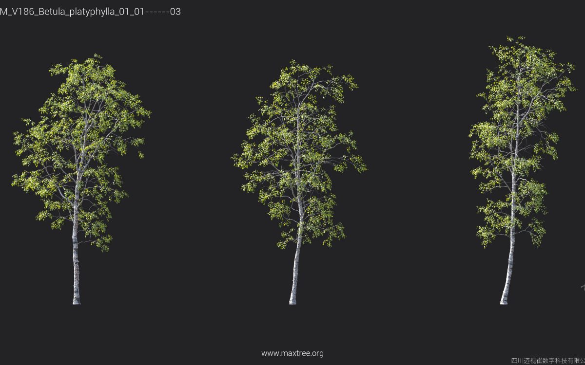 Plant Models Vol 186 - 图片 12