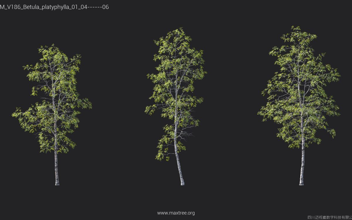 Plant Models Vol 186 - 图片 13