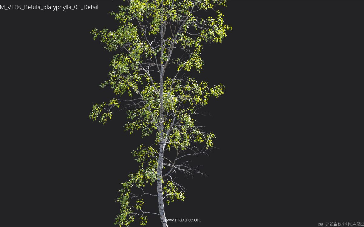 Plant Models Vol 186 - 图片 14