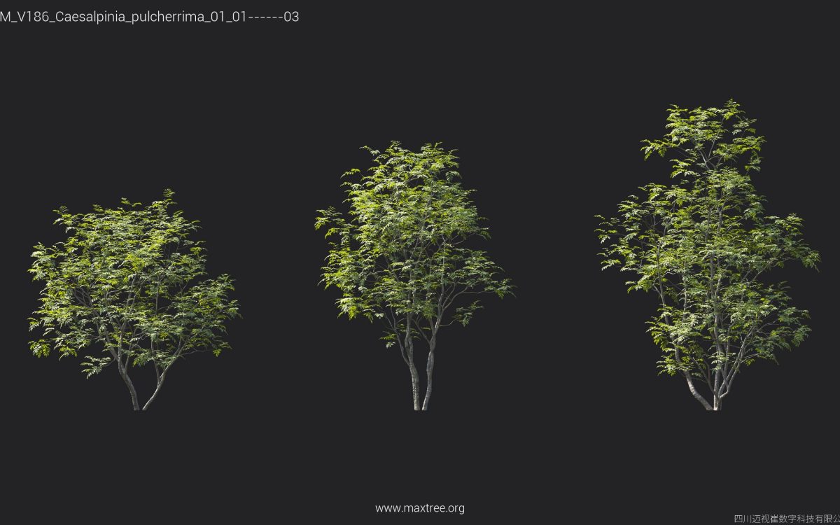 Plant Models Vol 186 - 图片 15