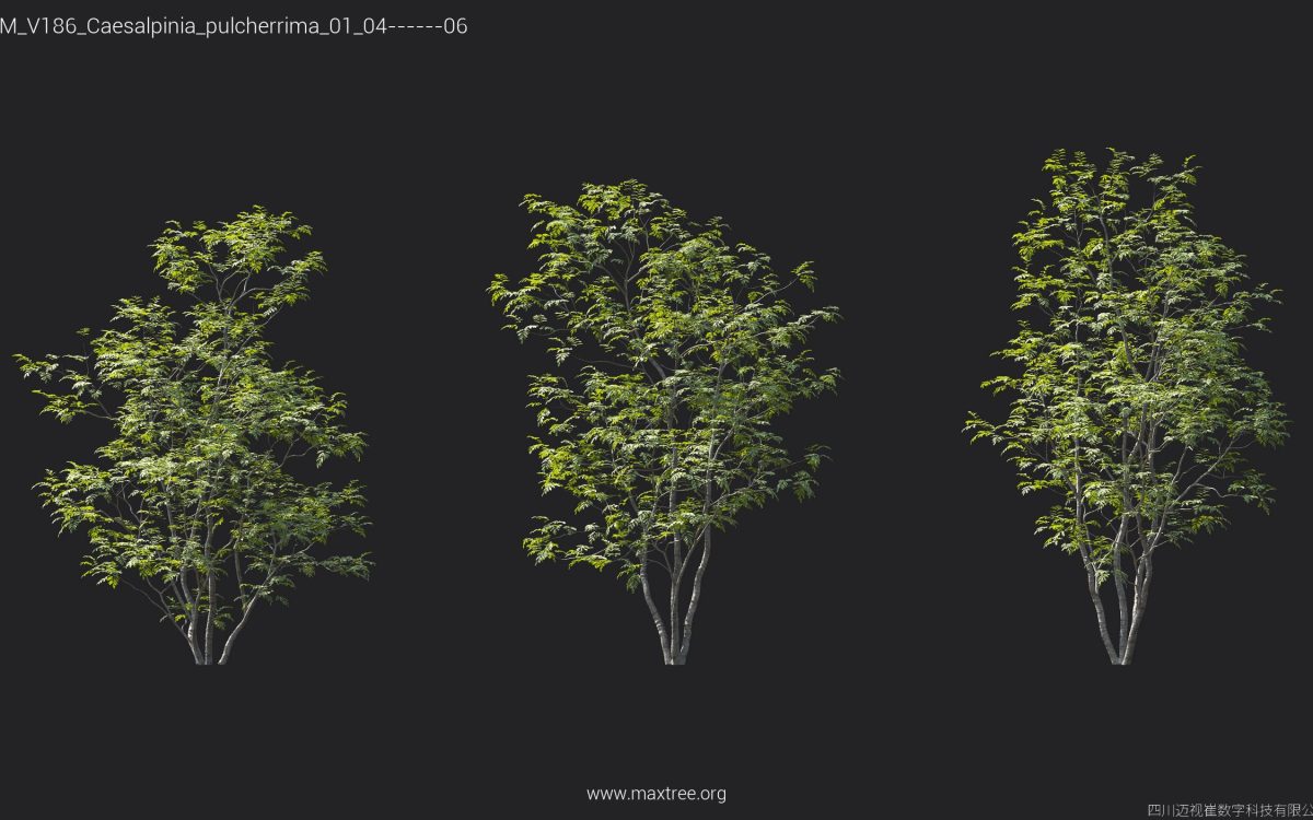 Plant Models Vol 186 - 图片 16