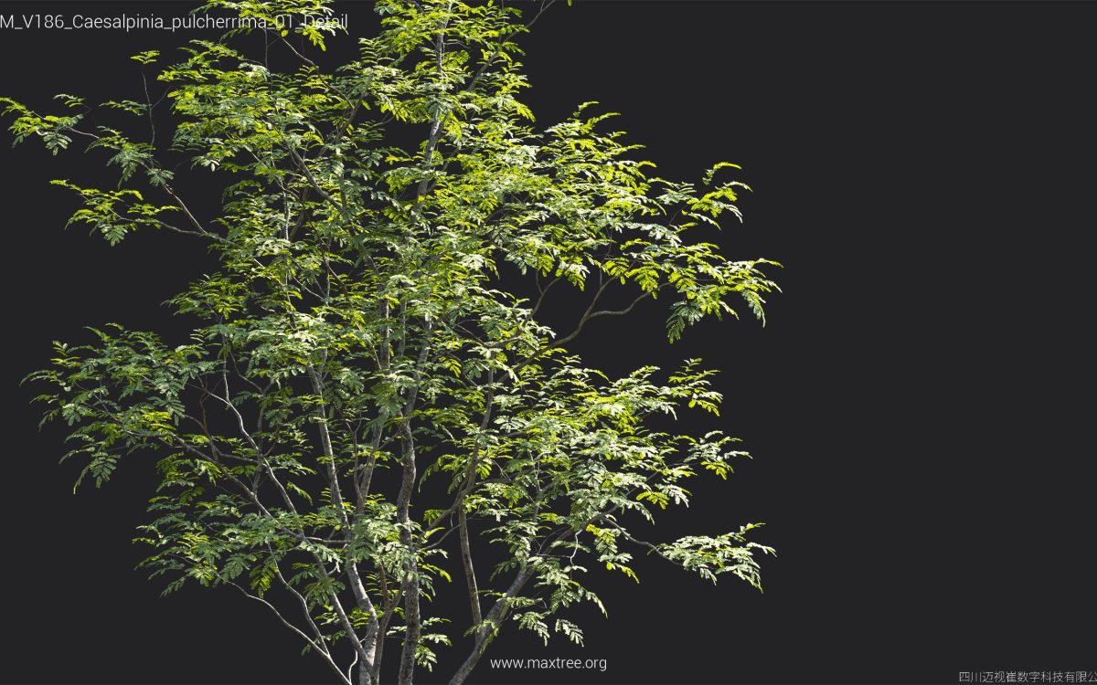 Plant Models Vol 186 - 图片 17