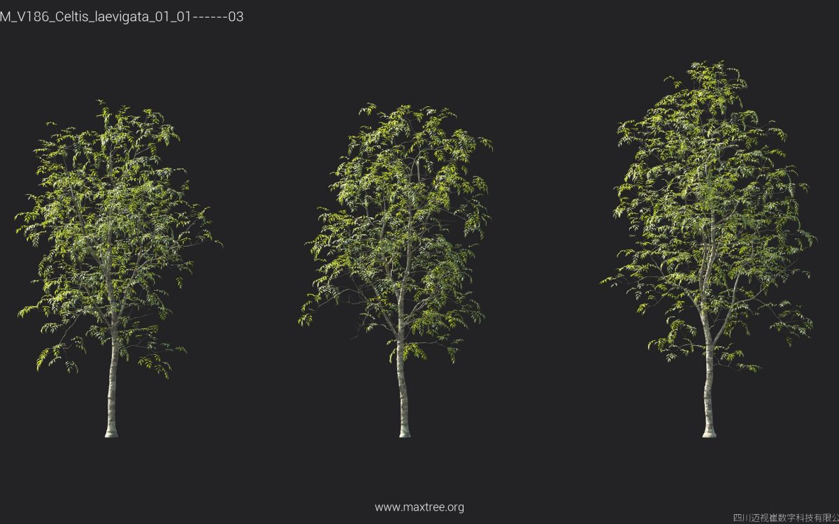 Plant Models Vol 186 - 图片 18