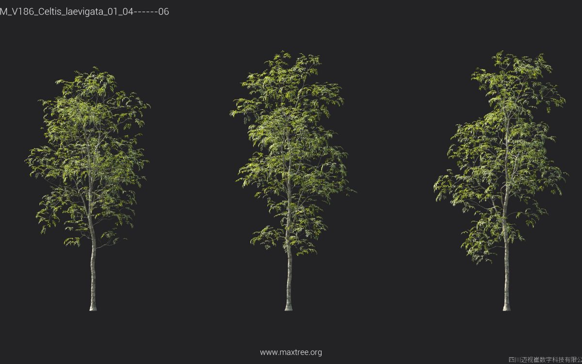 Plant Models Vol 186 - 图片 19