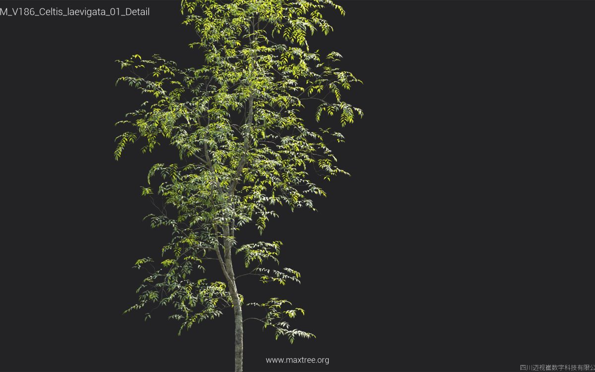 Plant Models Vol 186 - 图片 20