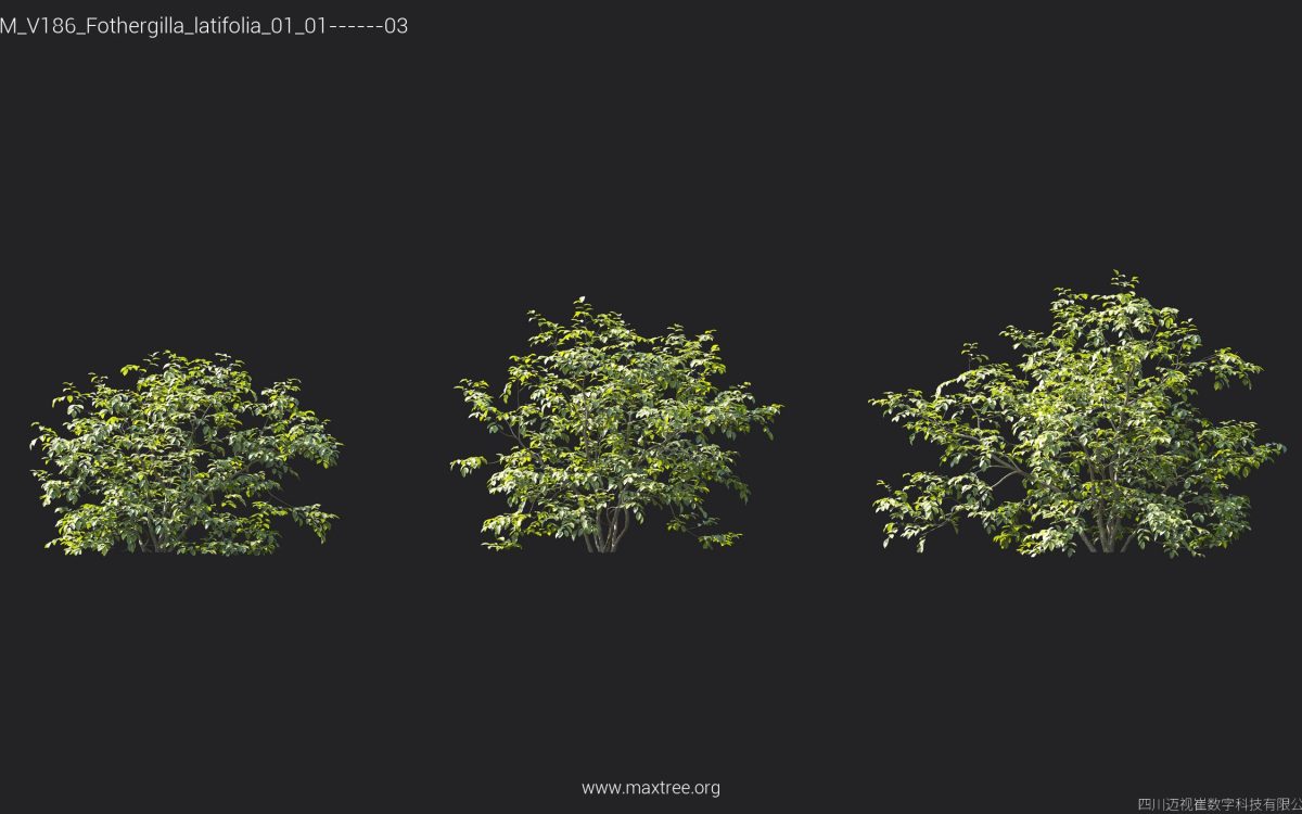 Plant Models Vol 186 - 图片 21