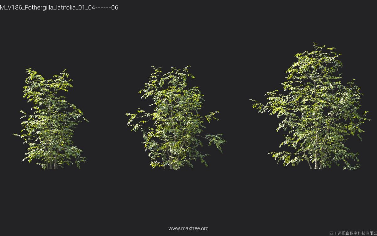 Plant Models Vol 186 - 图片 22