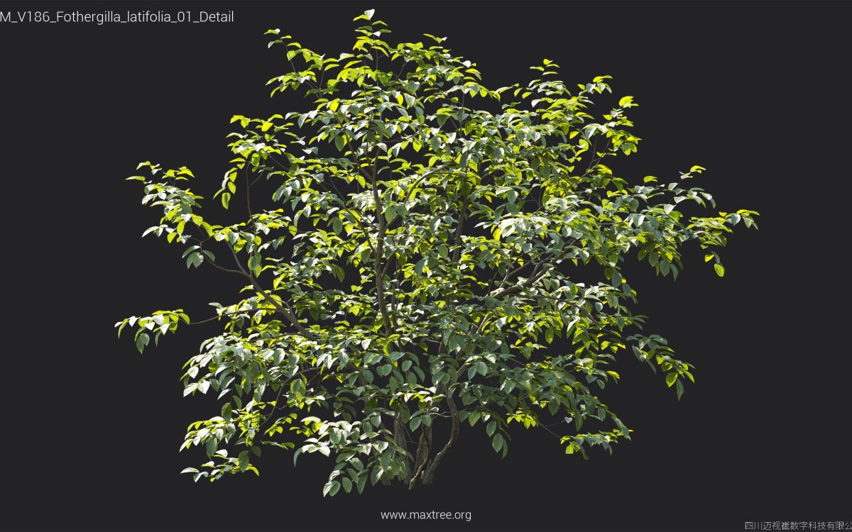 Plant Models Vol 186 - 图片 23