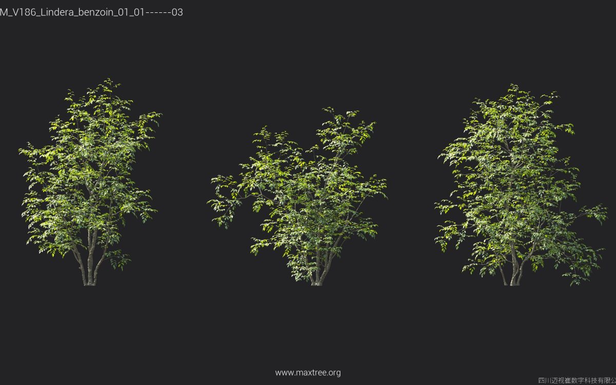Plant Models Vol 186 - 图片 24