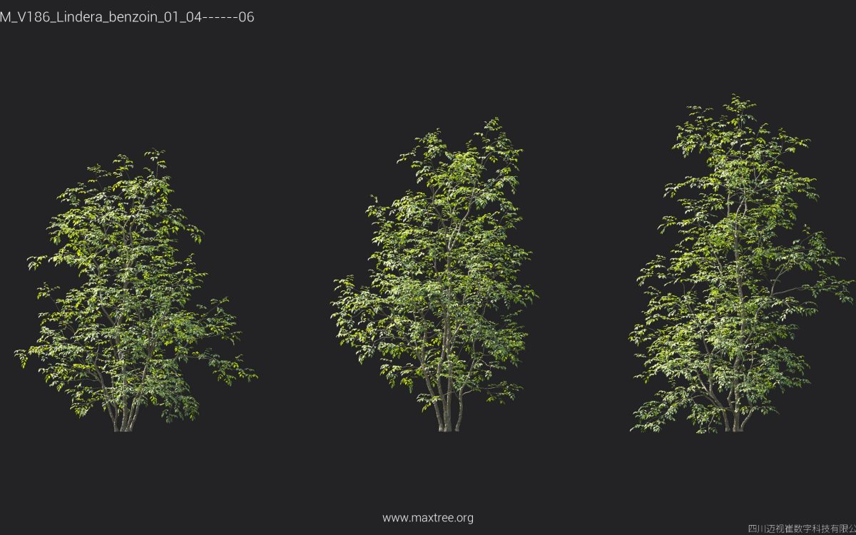 Plant Models Vol 186 - 图片 25