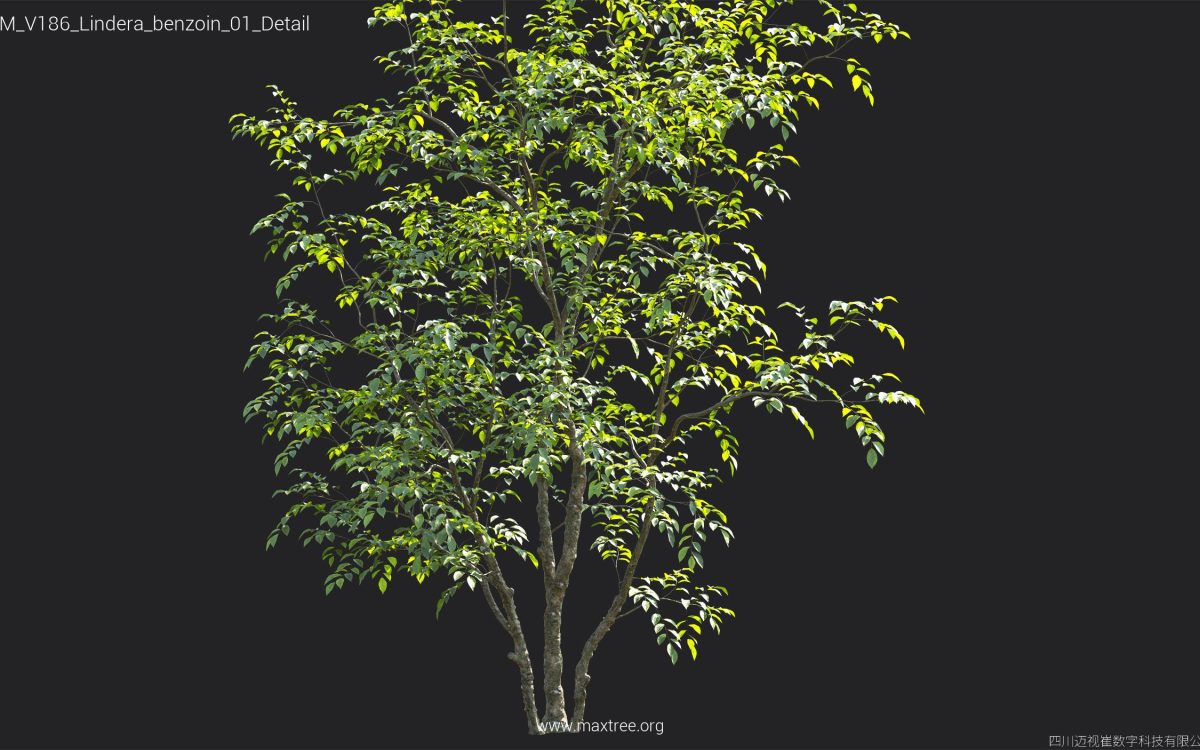 Plant Models Vol 186 - 图片 26