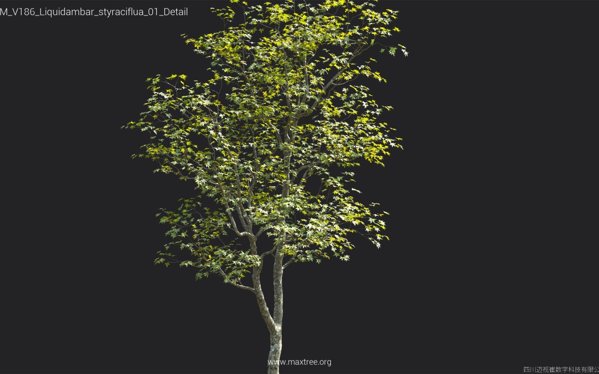 Plant Models Vol 186 - 图片 29