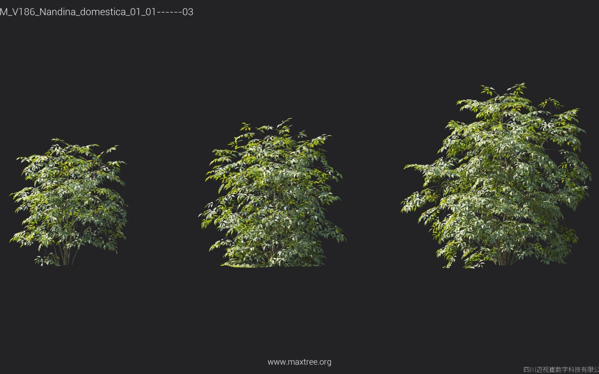 Plant Models Vol 186 - 图片 30