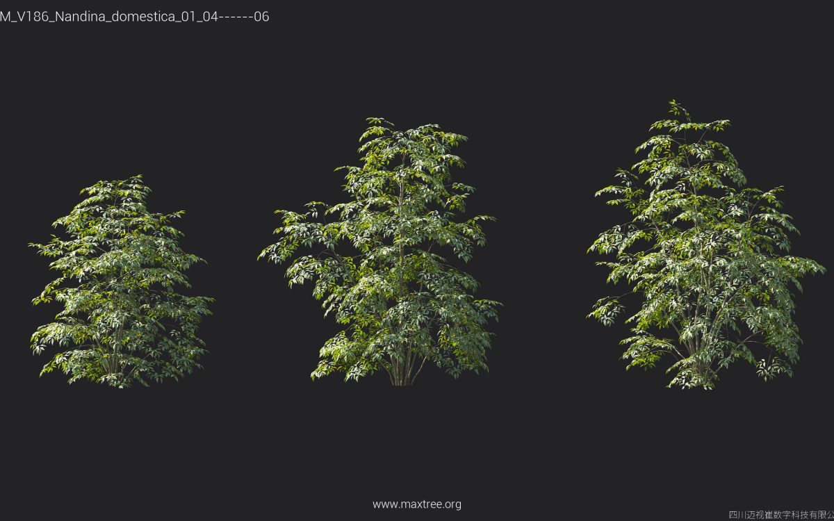 Plant Models Vol 186 - 图片 31