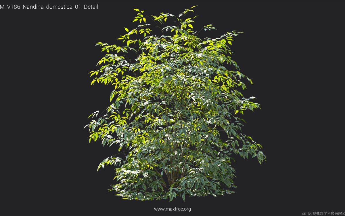 Plant Models Vol 186 - 图片 32