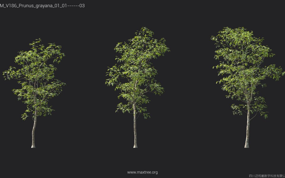 Plant Models Vol 186 - 图片 33