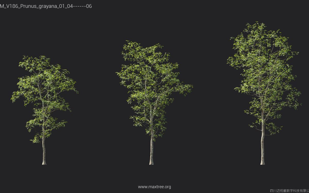 Plant Models Vol 186 - 图片 34