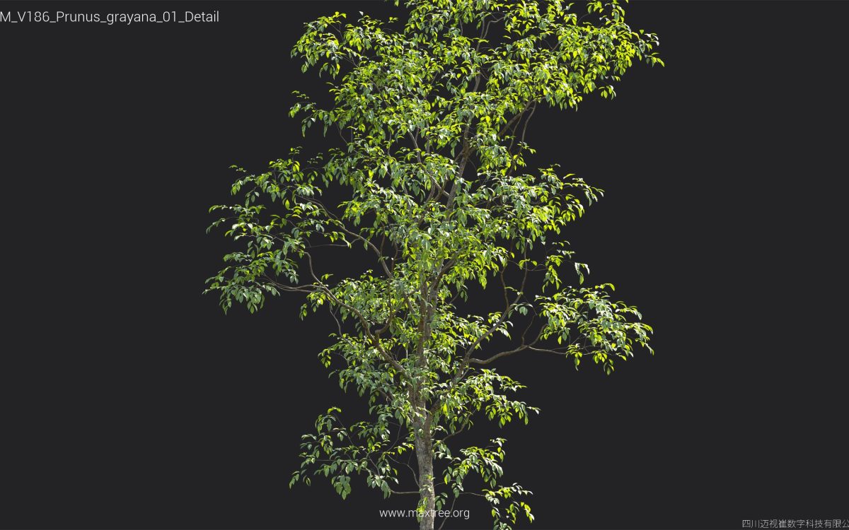 Plant Models Vol 186 - 图片 35