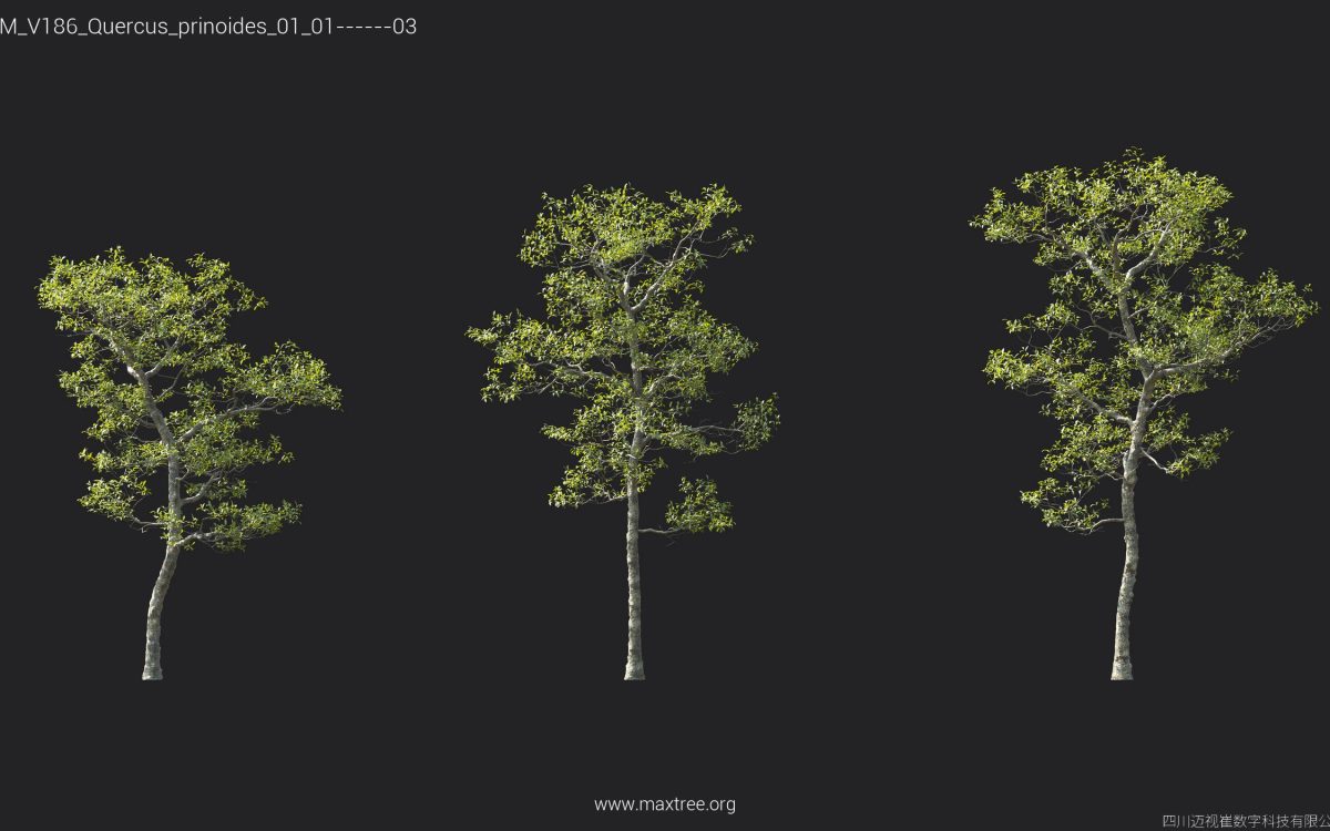 Plant Models Vol 186 - 图片 36