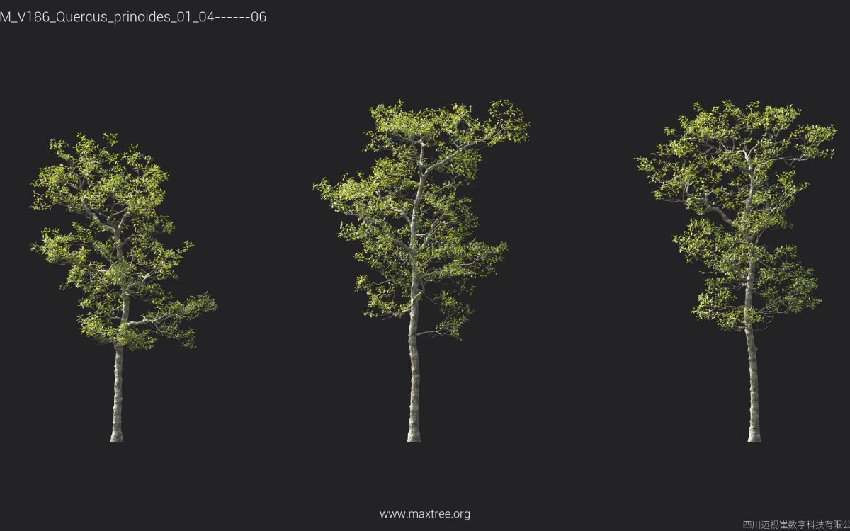Plant Models Vol 186 - 图片 37
