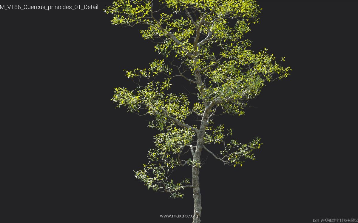Plant Models Vol 186 - 图片 38