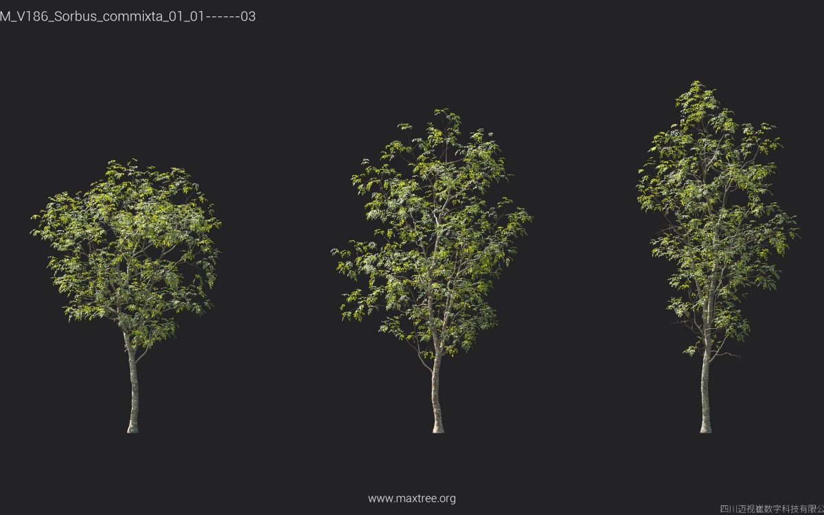 Plant Models Vol 186 - 图片 39