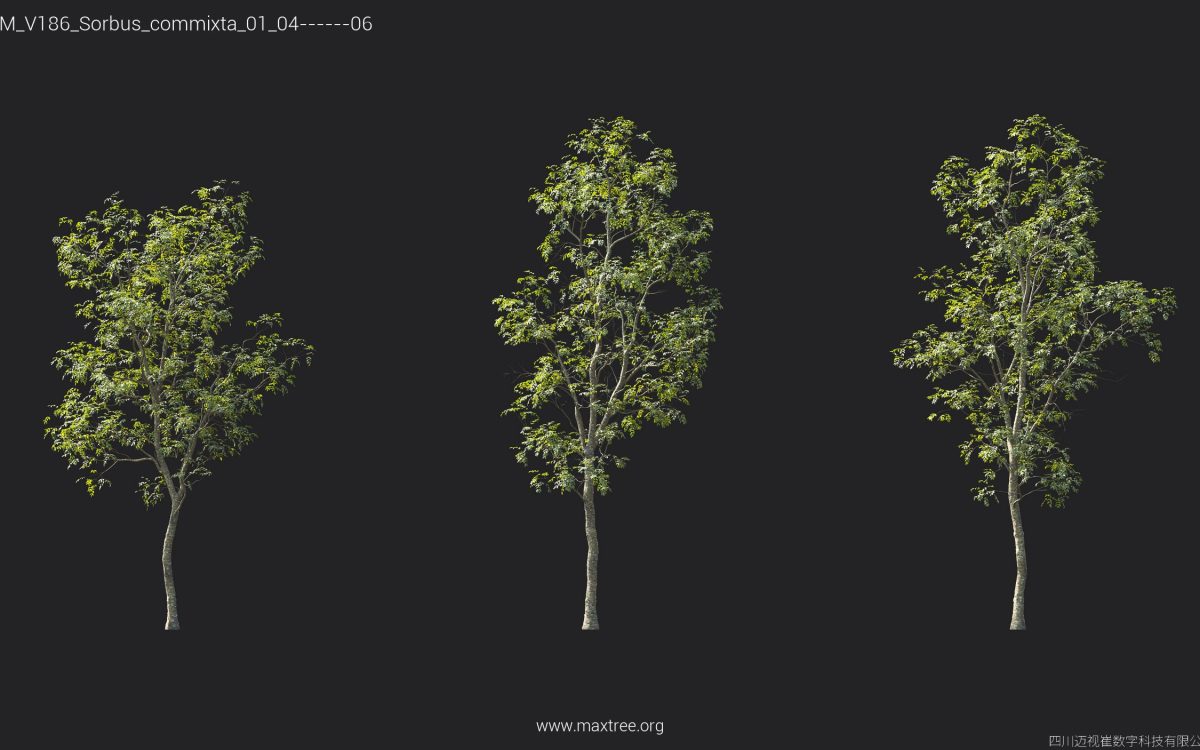 Plant Models Vol 186 - 图片 40