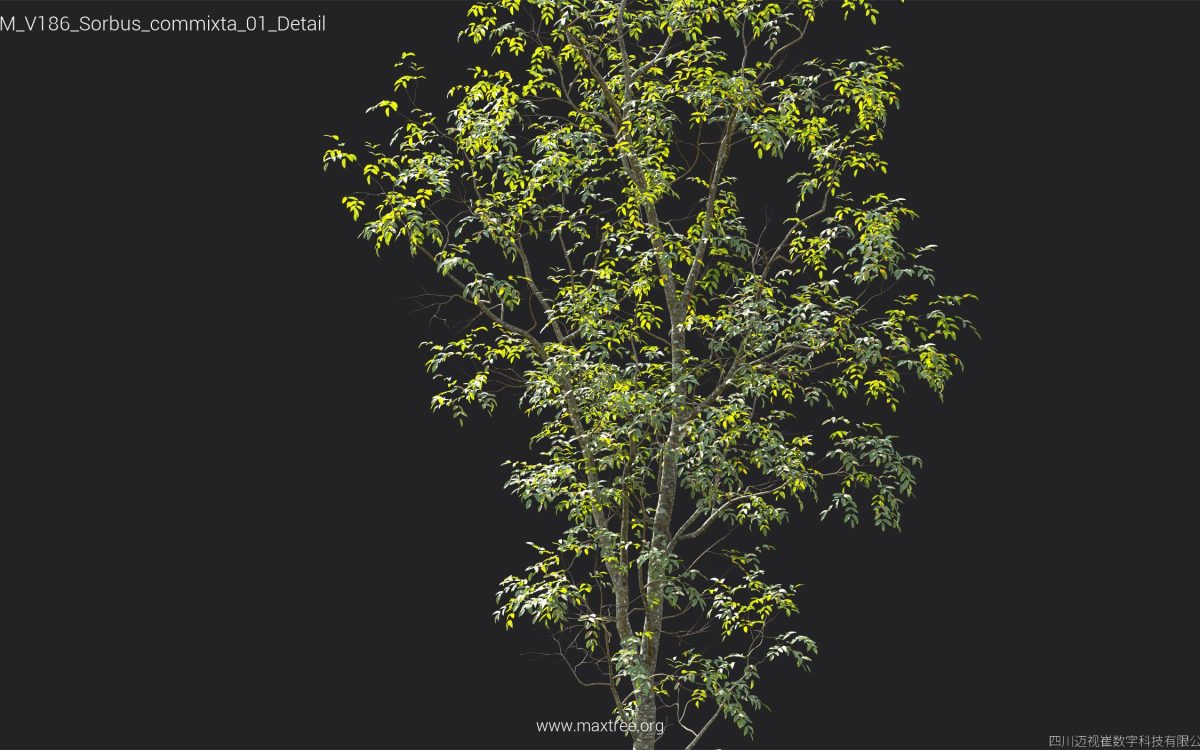 Plant Models Vol 186 - 图片 41