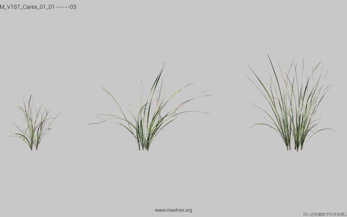 Plant Models Vol 187 - 图片 6