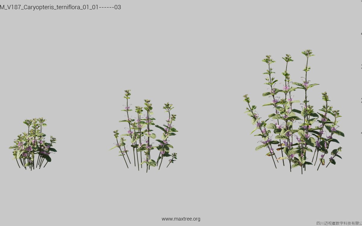 Plant Models Vol 187 - 图片 8