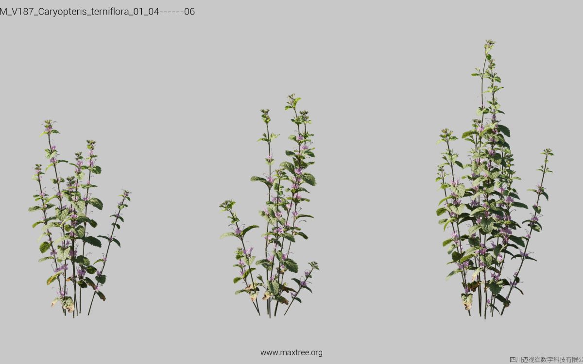 Plant Models Vol 187 - 图片 9